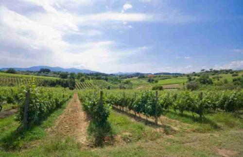 Degustazione Vino, Olio e Piatti Toscani a Montecarlo